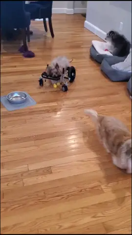 #dogsonwheels #PetsOfTikTok  #rescuedogs  #trendsetter #dogs #fyp #foryou  #bostondogs