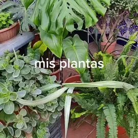 #🔱teamimperioalegria #grulive