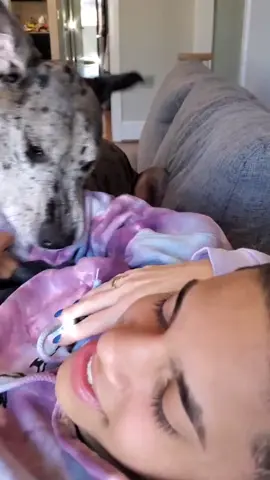 This is how my work day goes🙄😑 #greatdane  #cohenmusey  #needydog #needyboy #dailyvlog