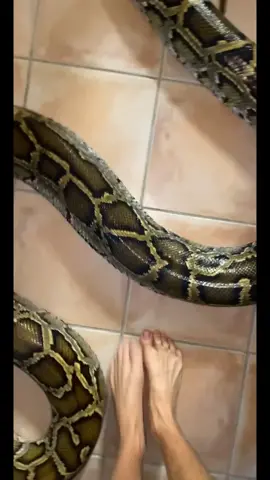 ￼ can I get a yeeyee?! #snake#fyp#everglades