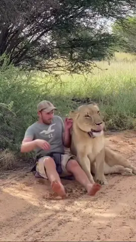 Just walked 11 miles through the bush with Sirga. We‘re both equally tired 🐾👣 #animalsoftiktok #lions