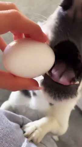 Then when made it for her breakfast 😂 #eggchallenge #dogeggtest