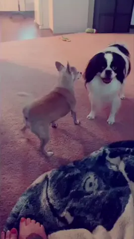 LT😅 #dog #dogtwerk #twerk #funny #laugh #meme #funnyvideos #funnydog #makefun #justforfun #fyp #foryou #hamstercult #hamster #xyzbca