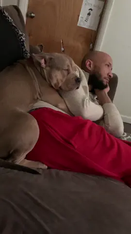 #snuggles #petsoftiktok2020 #Love #puppy #family #foryou #foryoupage #clingy