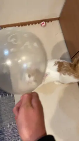 どこまでもついて風船🎈ついつい遊びたくなる静電気😂#猫のいる暮らし#うちの子が可愛すぎる#猫#staticelectricity#cat#catsoftiktok#balloon#funnyvideos #แมว#kucing#고양이