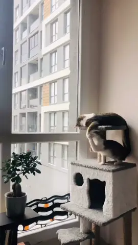 Cat fight  #comedy #funny #tiktok #cat #indian #fightingindian