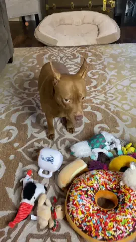 Don’t even care #tatumtalks #dogsoftiktok