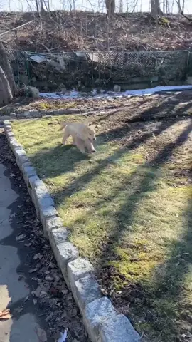 ASF BOI #TrulyGlowingSelfieLove #goldenretrieverpuppy #puppiesoftiktok #puppytiktok #goldenretriever #goldenretrieversoftiktok