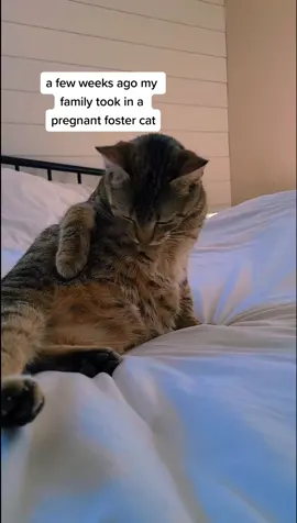 How much longer, mama? 🤔 #pregnantcat #catsoftiktok #fostercat #kittens #animals #fyp