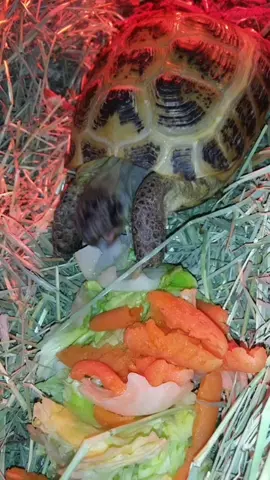 #ASOSFashunWeek #babe #tortious #what #newhomemakeover #4u #foryourpage