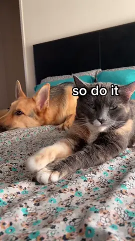 SO IT’S LIKE THAT?!??? 💀 #catsoftiktok #catitude #shesaidwhatshesaid #queen