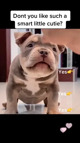 Follow if you love #americanbully #lovelife #NFLPlayoffs #puppy #dog #foryou