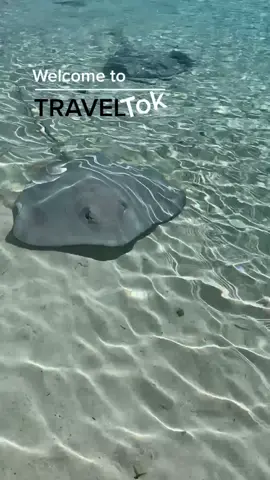 The best day w/ Mr. StingRay #borabora #traveltok #travelbucketlist #bungalow #fypシ