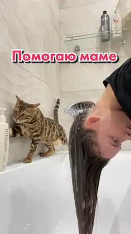Помощник везде со мной!) думает, что снизу шампуни брать удобнее 🤷🏻‍♀️😅 #бенгал #бенгальскийкот #бенгальскийкотенок
