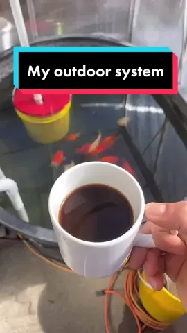 I like that with this I can change water in a separate tank from where the fish actually are. #goldfish #fish #ranchu