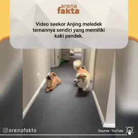 suka usil nih #arenafakta