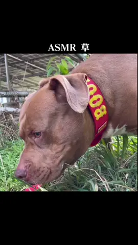 #ASMR #pitbull #ピットブル #mukbang
