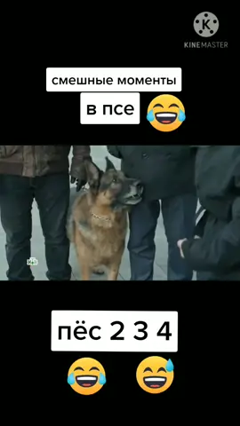 #пёссмешныемоменты оочень смешно😂😂
