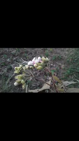 Tumi buzo ni ami boli ni# foryoupage#sylheti_fua_bd_tiktok🇧🇩