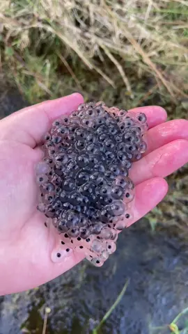 Wait for it to make the noise 😭 what does this look like to you? well it’s frog eggs. Follow to watch it grow! #fyp #frogspawn