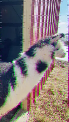 Bring on the sunshine! #llama