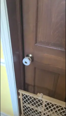 I have made her a total of 4 nesting locations now 😑#McDonaldsCCSing #fostercat #brat #nesting #animalrescue