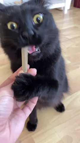 My boy turns 2🎉🥺😻 #viral #fyp #catnip #catsoftiktok #VideoSnapChallenge #McDonaldsCCSing #foryoupage