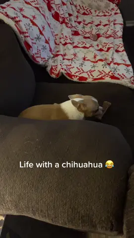 Follow us for more chihuahua vids lol #chihuahua #angrychihuahua #growlingchihuahua #dogbone #dogtreat