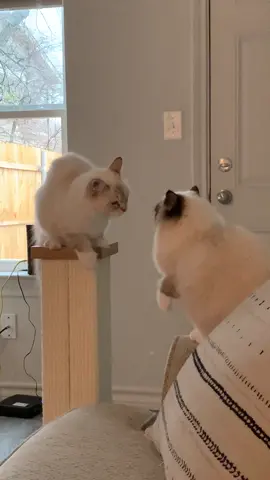 Discovered Nymeria sounds like a squeaky door when she tries to be intimidating