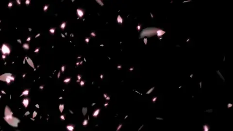 Balas @yuubot Mentahan Bunga Sakura nya #jedug #slowmotion #DewaBelajarQanda #fypシ #slowmooo #fyp
