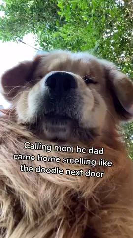 Unforgivable 🥺 #dogsoftiktok #lol #goldenretriever #smoosh #petthings