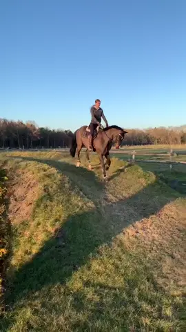 Sind heute das erste Mal über unseren Wall galoppiert 🤩🦄💕 IG: annchen.augustine #fy #foryou #equestrian
