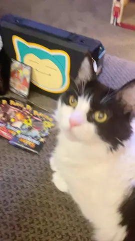 Bryan wanted to make a tiktok about Pokemon and I did the voiceover for him #pokemon #pokemongo #pokemoncards #catsoftiktok #fyp #follow