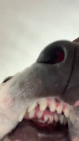 #bruh #dog #fyp #xyzbca #triple