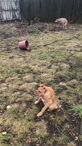 Gio will become the joker