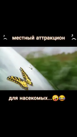 жажда  скорости  есть  у  многих...     🌀🦋😅😂🤣🦋🌀#питер #насекомые #букашки #рэк