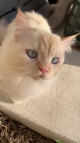 My indoor cats don't know how to act once they get a taste of the outdoors