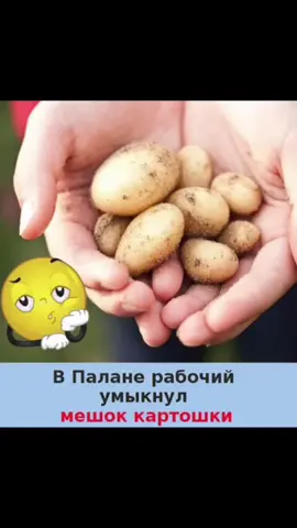 В Корякии человека посадят за 40 кило картошки #камчатка #новости