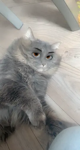 #cat #fyp #cartoonface