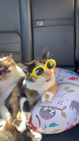 It’s all downhill from here #fyp #foryou #foryoupage #catsoftiktok #OnTheRunway #DayAndNight #Lifestyle #trending #duet
