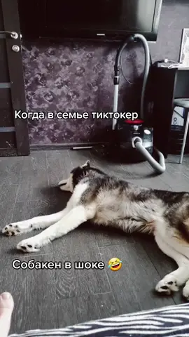 Любимка #вреки #топ #втоп🔝🔥 #хасяка #хаскимилашки #шуткиради🤪 #милота🥰 #междунамитындыр #ундырдыр #собакадругчеловека #простодруг