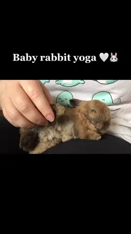 Don’t do this if you are unexperienced ❤️🐰 #rabbit #cute #baby #bunny #rabbitsoftiktok #bunniesoftiktok #streaching #yoga #boy #animals #pet #myway