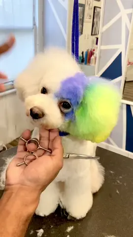 Just a cute #bichonfrise getting a cute #haircut all dyes are safe and developed for #dogs #doggrooming #asianfusiongrooming #cutedog #makeover