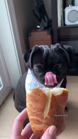 I love when mom makes me an offer I can’t refuse (a few chomps of baguette) 🥖#Coming2America #pug #dog