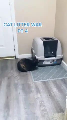 CAT LITTER WAR: PT 4 #fyp #foryoupage #catsoftiktok #tiktokcats