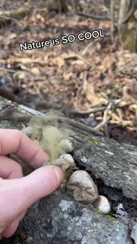 So curious!!! #MotherNature #Hiking #forraging