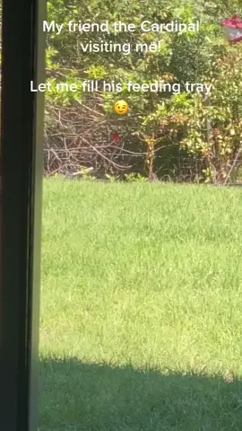 There’s a story about receiving a Cardinal visit! #cardinals #cardenales #nature #naturaleza #soul #alma #heaven #cielo #Love #amor #Home #hogar
