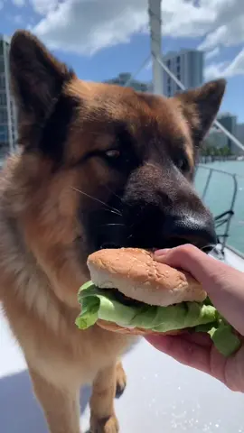 #fyp #burger #dogtreats #germanshepherd #dogs #foryou