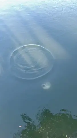 It’s feeding time!!😱🐟 #fish #crazy #bass #foryou #fyp