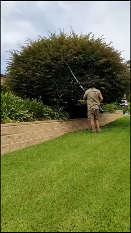 Massive topiary. 🌳 #topiary #plantstyling #fyp #foryku #blowthisup #satisfyingvideos #sydneytiktok #art #gardener #tiktokaustralia #tiktoker #garden